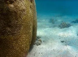 BUCEO LOS FRAILES